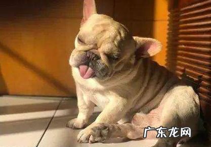 小狗鼻部变“粉”的六个原因，你很有可能还不知道吧