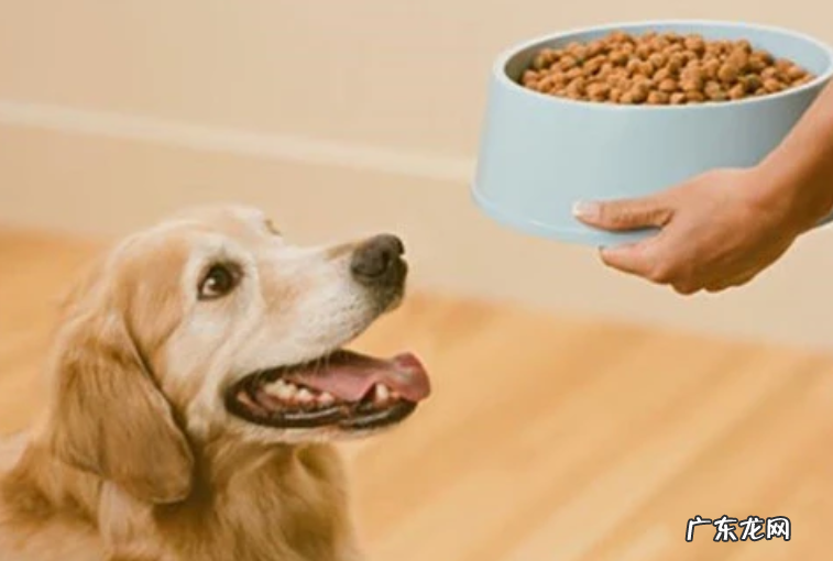 七八个月的小狗突然不必吃物件