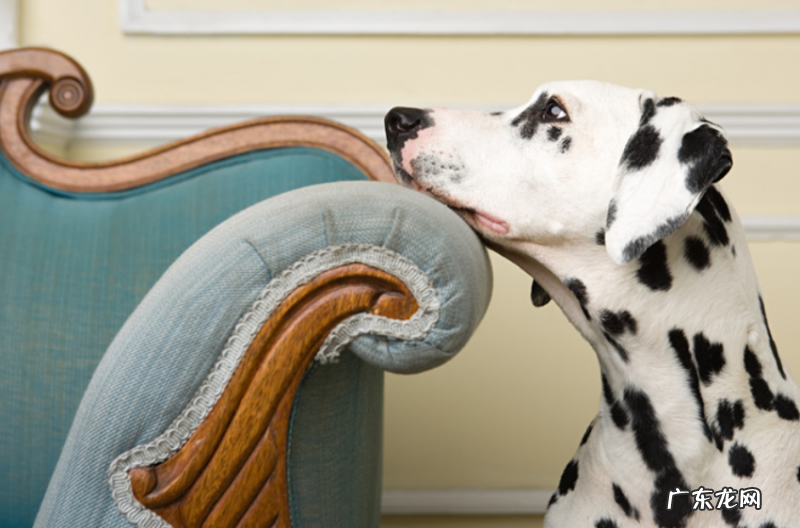 七八个月的小狗突然不必吃物件