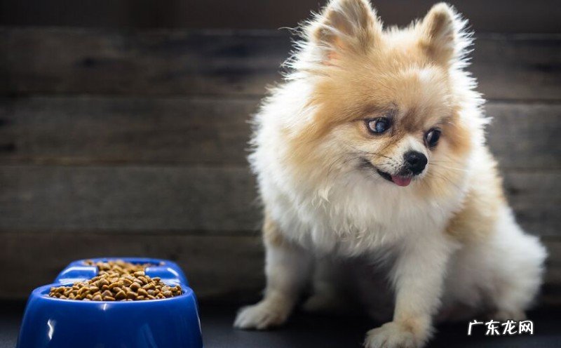 七八个月的小狗突然不必吃物件