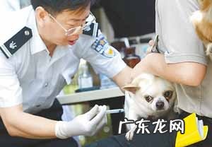 相关犬预苗你了解是多少