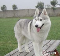 关于怀孕期内金毛母狗的喂养