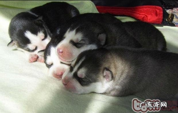 怎样照料哈士奇幼犬