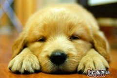 小狗不做绝育手术很有可能引起的病症