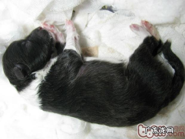 如何给小狗接产