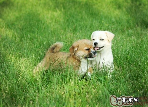 防止狗狗螨虫及因满虫患皮肤疾病的治疗方法