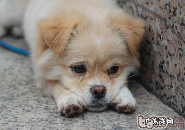 狗狗发情就代表着能够繁育了没有