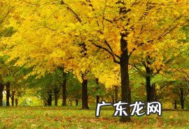 赞美秋天银杏树的唯美句子 【抖音文案】描写秋天银杏树的唯美句子