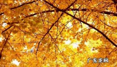 赞美秋天银杏树的唯美句子 【抖音文案】描写秋天银杏树的唯美句子