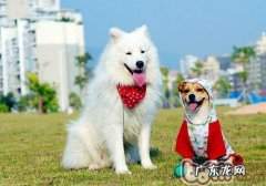 秋天带小狗交通出行警醒发情期安全事故