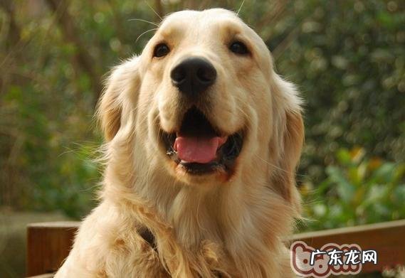 造成 宠物犬流产的原因有什么