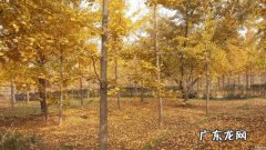 银杏树的句子短句唯美 【抖音文案】银杏树的美景句子