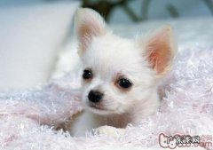 有关狂犬病毒的全方位详细介绍