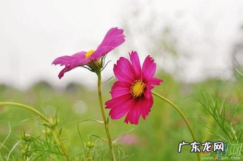 关于心态好的唯美的句子 【抖音文案】快乐心态的唯美句子