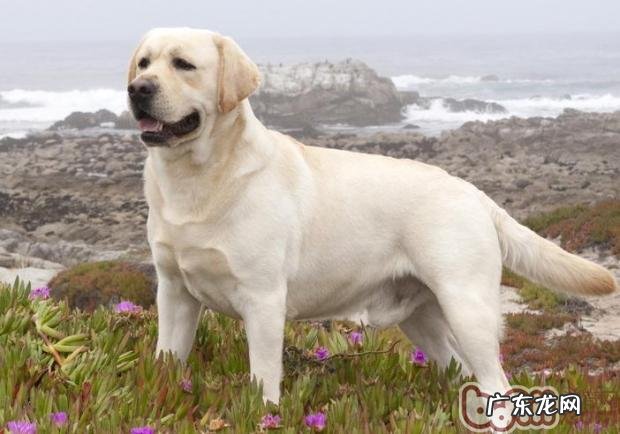 如何识别小狗是假怀孕