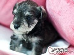 应对讨厌服药的雪纳瑞的方法