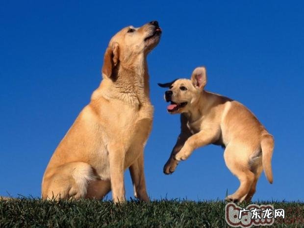 狗狗补钙要谨慎 警醒钙产能过剩