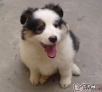 如何选择一条身心健康的小狗