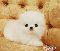 幼狗为何非常容易得犬瘟和细微