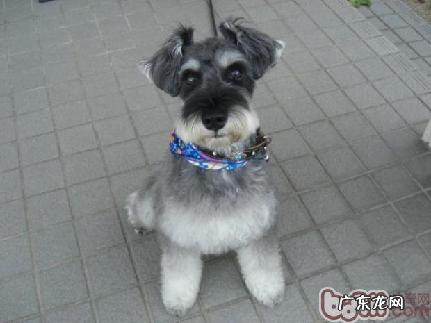 用牛肝给小狗作正餐的伤害