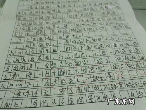 描写夏天的银杏树的优美句子 【抖音文案】描写银杏树春天的优美句子作文