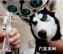 小宠物结石是怎么产生的及其如何预防