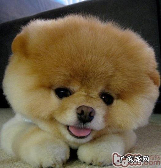 狗狗拉肚子的好多个普遍缘故