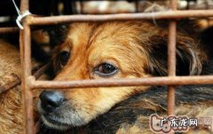 小狗常备药必需全集