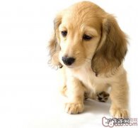 怎么治疗犬冠状病毒