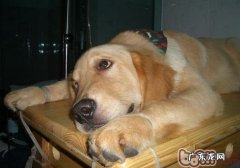 怎么治疗犬瘟