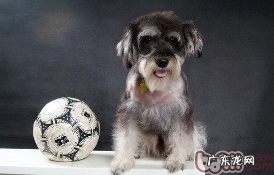 根据雪纳瑞尿液颜色分辨身体状况