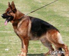 德国牧羊犬生产制造征兆和主要表现