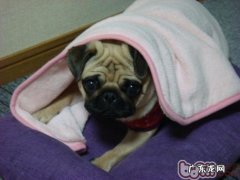 三种宠物医生常见广谱抗菌抗病毒的药