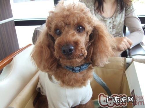 会造成狗中毒的食材