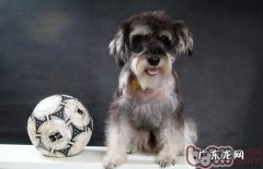 雪纳瑞交配要注意什么