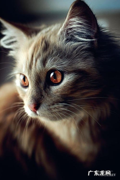 形容干净清澈的少年的句子 【抖音文案】形容眼眸清澈干净