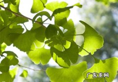 赞美银杏树的唯美句子 【抖音文案】银杏树的描述句子