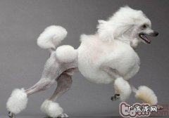 造成泰迪犬除毛的缘故有什么