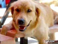 操纵狗狗怀孕的好多个方法