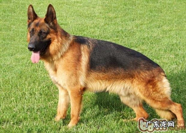 怎么治疗德国牧羊犬的皮肤疾病