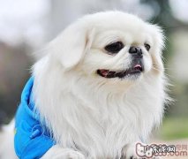 小狗不孕不育怎么治疗