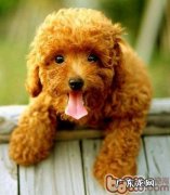 四个姿势可预兆狗狗健康难题