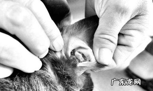 怎么治疗小狗的外耳炎