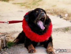 怎样照料孕期的藏獒犬