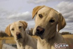 网民在网上医药咨询必须出示的数据信息