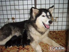 阿拉斯加犬繁育要留意哪几个方面