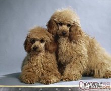 vip鼻部色调变淡正常吗