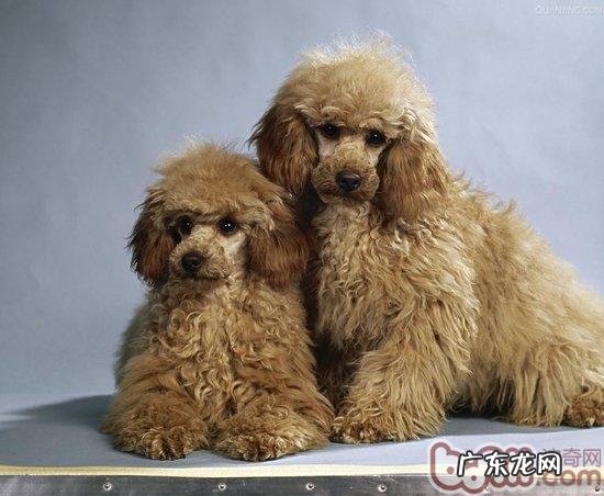 vip鼻部色调变淡正常吗