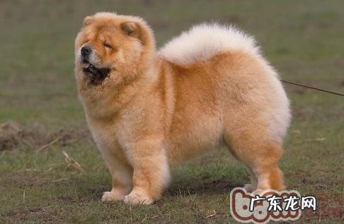 造成小狗肥胖症的缘故有什么