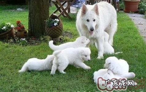 哺乳期间仔小狗的喂养与管理方法